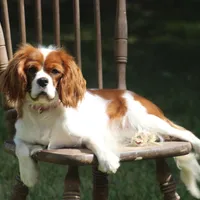 Ike , a male Cavalier King Charles Spaniel for sale in Columbiana, OH – Photo 8 of 8