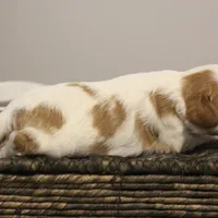 Ike , a male Cavalier King Charles Spaniel for sale in Columbiana, OH – Photo 4 of 8