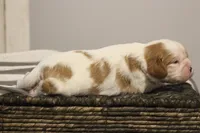 Ike , a male Cavalier King Charles Spaniel for sale in Columbiana, OH – Photo 4 of 8