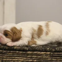 Ike , a male Cavalier King Charles Spaniel for sale in Columbiana, OH – Photo 5 of 8