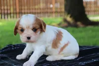 Kola , a female Cavalier King Charles Spaniel for sale in Leetonia, OH – 4 of 7