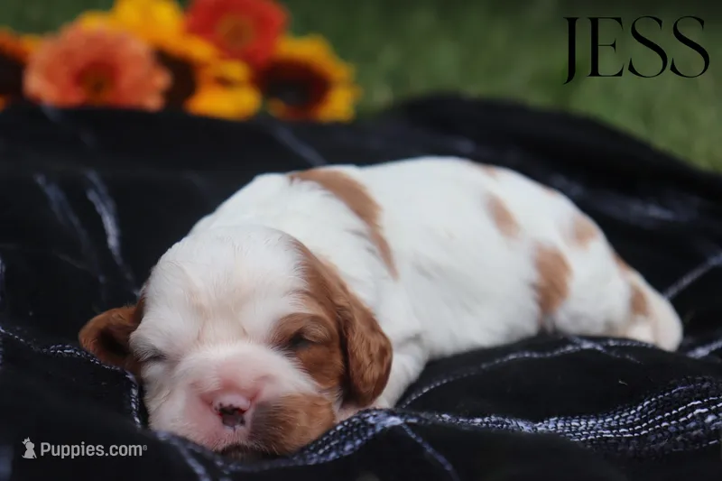 Jess – Cavalier King Charles Spaniel puppy for sale in Columbiana, OH