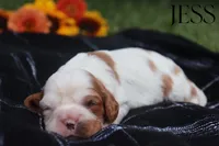Jess, a female Cavalier King Charles Spaniel for sale in Leetonia, OH – 1 of 10