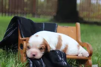 Kola , a female Cavalier King Charles Spaniel for sale in Columbiana, OH – 2 of 3