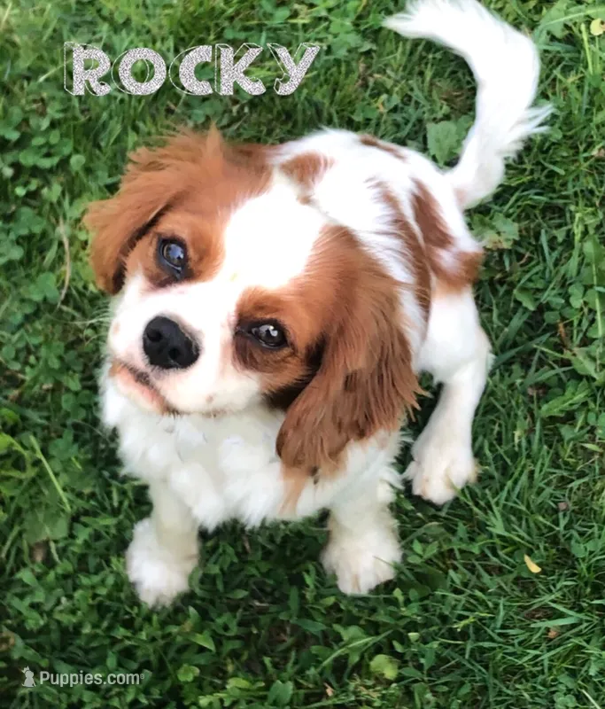 Rocky  – Cavalier King Charles Spaniel puppy for sale in Leetonia, OH
