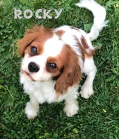 Rocky , a male Cavalier King Charles Spaniel for sale in Leetonia, OH – 1 of 1