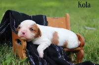 Kola , a female Cavalier King Charles Spaniel for sale in Columbiana, OH – 1 of 3