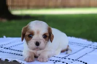 Kona , a female Cavalier King Charles Spaniel for sale in Leetonia, OH – 2 of 5