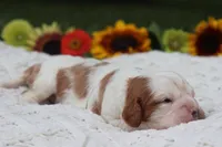 Jess, a female Cavalier King Charles Spaniel for sale in Leetonia, OH – 4 of 10