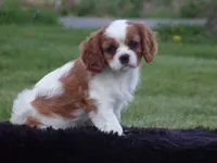Gina’s Litter, a  Cavalier King Charles Spaniel for sale in Columbiana, OH – 6 of 8