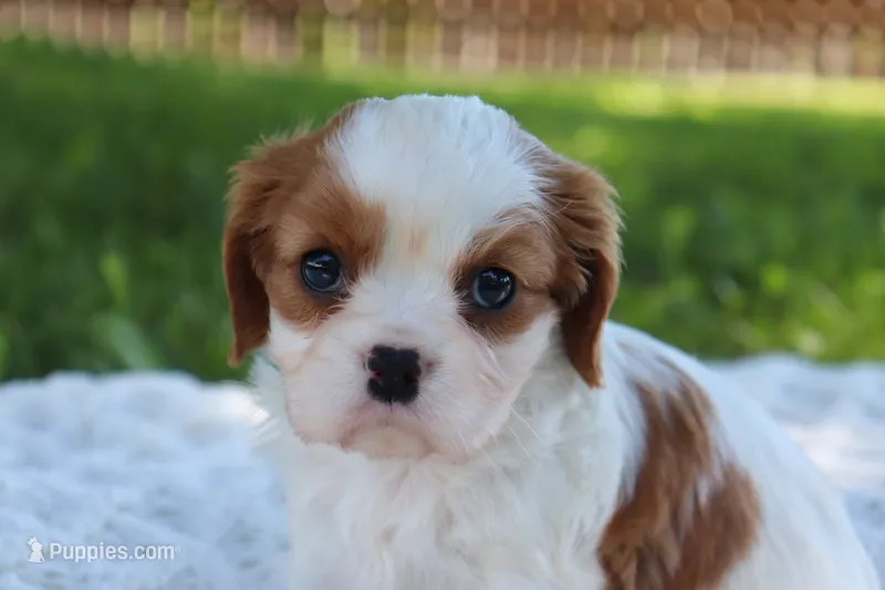 Kyra – Cavalier King Charles Spaniel puppy for sale in Leetonia, OH