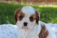 Kyra, a female Cavalier King Charles Spaniel for sale in Leetonia, OH – 1 of 8