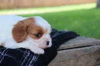 Kyra, a female Cavalier King Charles Spaniel for sale in Leetonia, OH – 4 of 8