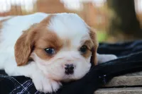 Kyra, a female Cavalier King Charles Spaniel for sale in Leetonia, OH – 5 of 8