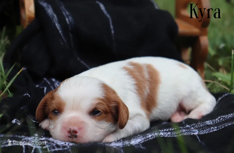 Kyra – Cavalier King Charles Spaniel puppy for sale in Columbiana, OH