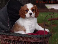 Gina’s Litter, a  Cavalier King Charles Spaniel for sale in Columbiana, OH – 7 of 8