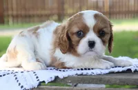 Jill, a female Cavalier King Charles Spaniel for sale in Columbiana, OH – 5 of 9