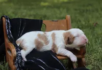 Jess, a female Cavalier King Charles Spaniel for sale in Columbiana, OH – 2 of 5