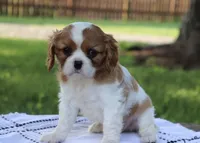Jill, a female Cavalier King Charles Spaniel for sale in Columbiana, OH – 3 of 9