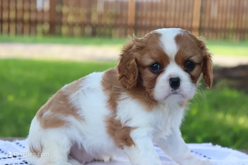 Jill – Cavalier King Charles Spaniel puppy for sale in Columbiana, OH