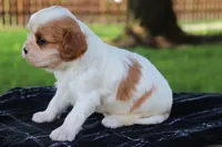 Kola , a female Cavalier King Charles Spaniel for sale in Leetonia, OH – 2 of 7
