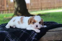 Kyra, a female Cavalier King Charles Spaniel for sale in Leetonia, OH – 6 of 8