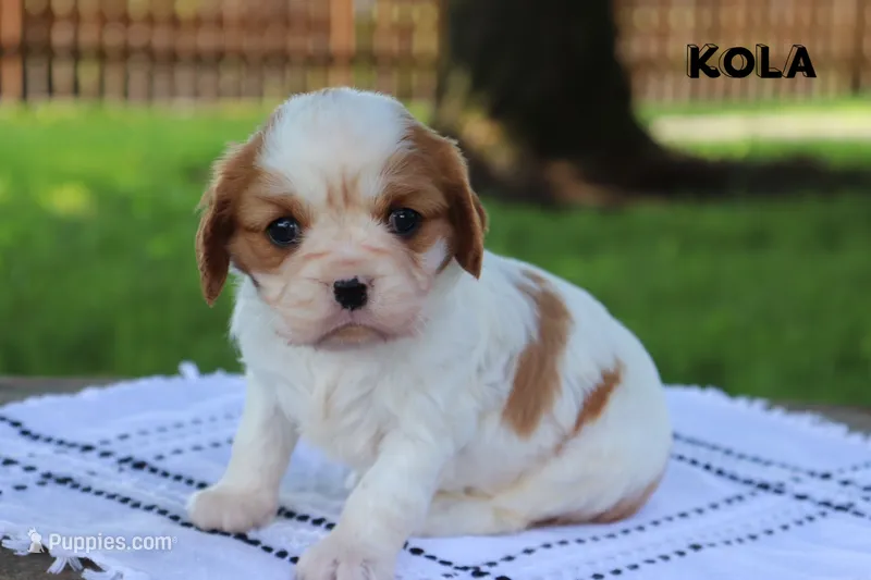 Kola  – Cavalier King Charles Spaniel puppy for sale in Columbiana, OH