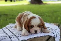 Jem, a male Cavalier King Charles Spaniel for sale in Leetonia, OH – 8 of 10