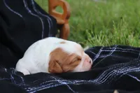 Kola , a female Cavalier King Charles Spaniel for sale in Columbiana, OH – 3 of 3