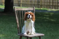 Gina’s Litter, a  Cavalier King Charles Spaniel for sale in Columbiana, OH – 2 of 8