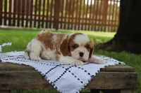 Jem, a male Cavalier King Charles Spaniel for sale in Leetonia, OH – 5 of 10