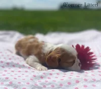 Gina’s Litter, a  Cavalier King Charles Spaniel for sale in Columbiana, OH – 5 of 8