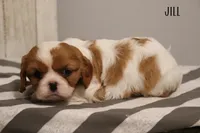 Jill, a female Cavalier King Charles Spaniel for sale in Columbiana, OH – 7 of 9