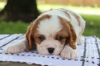 Jem, a male Cavalier King Charles Spaniel for sale in Leetonia, OH – 4 of 10