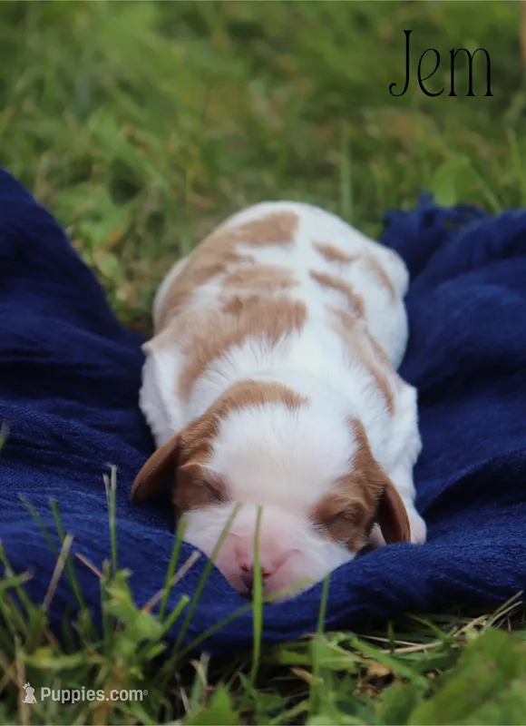 Jem – Cavalier King Charles Spaniel puppy for sale in Columbiana, OH