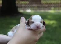 Jem, a male Cavalier King Charles Spaniel for sale in Columbiana, OH – 3 of 6