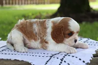 Jem, a male Cavalier King Charles Spaniel for sale in Leetonia, OH – 6 of 10