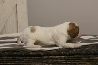 Inez , a female Cavalier King Charles Spaniel for sale in Columbiana, OH – Photo 8 of 10