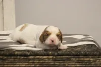 Inez , a female Cavalier King Charles Spaniel for sale in Columbiana, OH – Photo 2 of 10