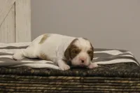 Inez , a female Cavalier King Charles Spaniel for sale in Columbiana, OH – Photo 7 of 10