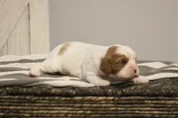 Inez , a female Cavalier King Charles Spaniel for sale in Columbiana, OH – Photo 3 of 10