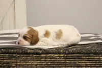 Inez , a female Cavalier King Charles Spaniel for sale in Columbiana, OH – Photo 4 of 10