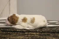 Inez , a female Cavalier King Charles Spaniel for sale in Columbiana, OH – Photo 5 of 10