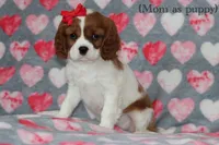 Gina’s Litter, a  Cavalier King Charles Spaniel for sale in Columbiana, OH – 8 of 8