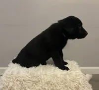 processed/ffc49cff-b0dc-4352-8769-1a1bbeaa4bdb/listing/b3d7507a-bec9-4886-a703-07c3283c170e/034862e9-e0b4-4e78-880c-18b961a7c6a1