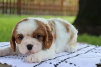 Jem, a male Cavalier King Charles Spaniel for sale in Leetonia, OH – 3 of 10