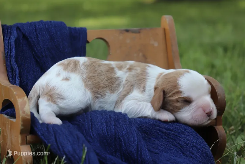 Jem – Cavalier King Charles Spaniel puppy for sale in Columbiana, OH