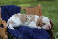 Jem, a male Cavalier King Charles Spaniel for sale in Columbiana, OH – 1 of 6