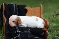 Kona , a female Cavalier King Charles Spaniel for sale in Columbiana, OH – 3 of 4