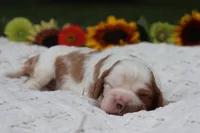 Jess, a female Cavalier King Charles Spaniel for sale in Leetonia, OH – 3 of 10